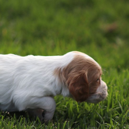 chiot Epagneul breton F-Or-Pan-Bla Des Plumes Des Marais Du Cotentin  