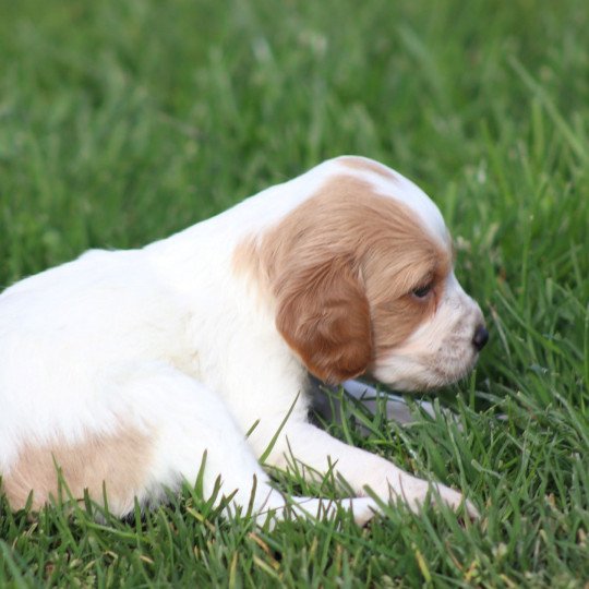 chiot Epagneul breton F-Or-Pan-Bla Des Plumes Des Marais Du Cotentin  