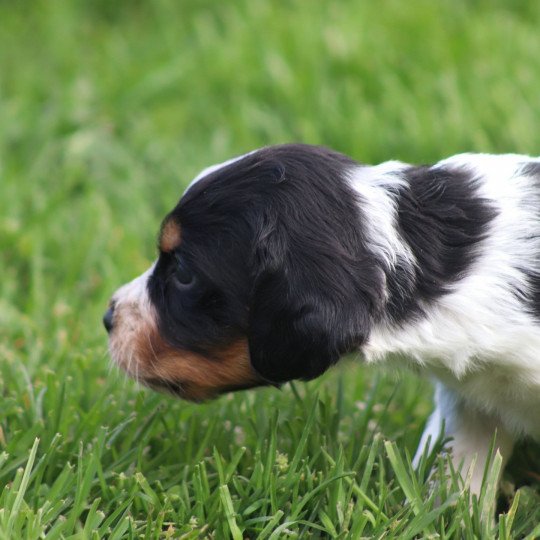 chiot Epagneul breton Noi Mar Fauv Pan Bla Des Plumes Des Marais Du Cotentin  