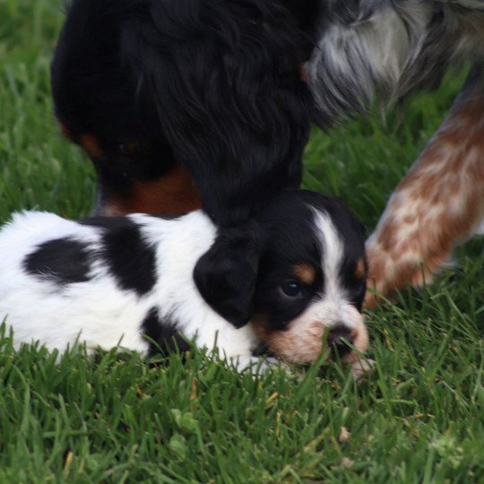 chiot Epagneul breton Noi Mar Fauv Pan Bla Des Plumes Des Marais Du Cotentin  