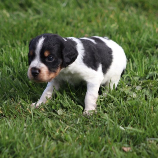 chiot Epagneul breton Noi Mar Fauv Pan Bla Des Plumes Des Marais Du Cotentin  