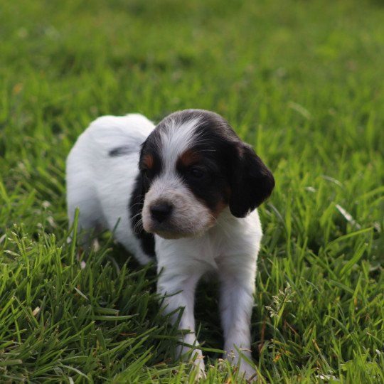 chiot Epagneul breton Noi Mar Fauv Pan Bla Des Plumes Des Marais Du Cotentin  