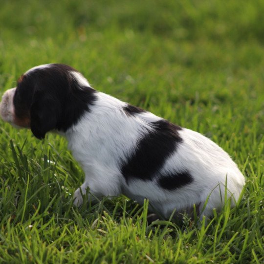 chiot Epagneul breton Noi Mar Fauv Pan Bla Des Plumes Des Marais Du Cotentin  