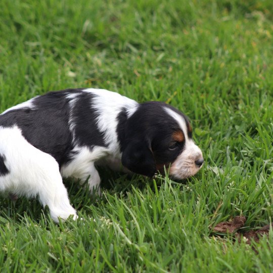 chiot Epagneul breton Noi Mar Fauv Pan Bla Des Plumes Des Marais Du Cotentin  
