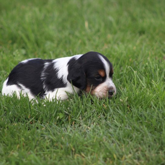 chiot Epagneul breton Noi Mar Fauv Pan Bla Des Plumes Des Marais Du Cotentin  