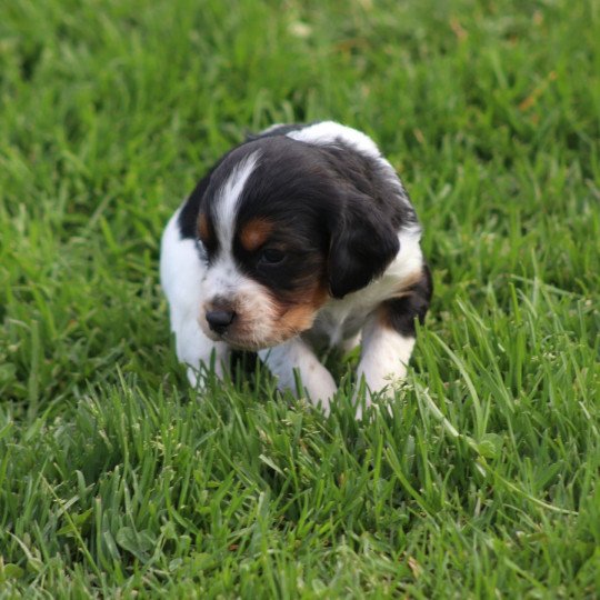 chiot Epagneul breton Noi Mar Fauv Pan Bla Des Plumes Des Marais Du Cotentin  