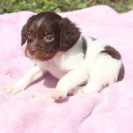 chiot Epagneul breton Mar-mar-fauv-pan-bla Des Plumes Des Marais Du Cotentin  