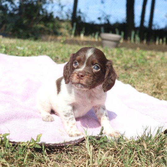 chiot Epagneul breton Mar-mar-fauv-pan-bla Mâle 3 Des Plumes Des Marais Du Cotentin  