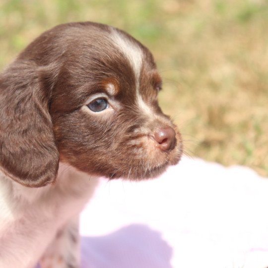 chiot Epagneul breton Mar-mar-fauv-pan-bla Mâle 3 Des Plumes Des Marais Du Cotentin  