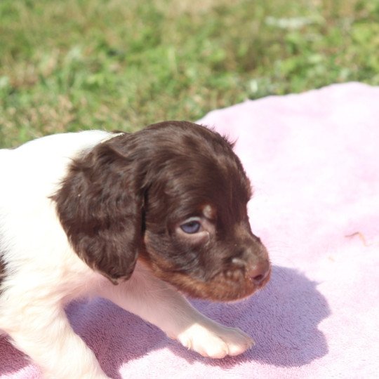 chiot Epagneul breton Mar-mar-fauv-pan-bla mâle 4 Des Plumes Des Marais Du Cotentin  
