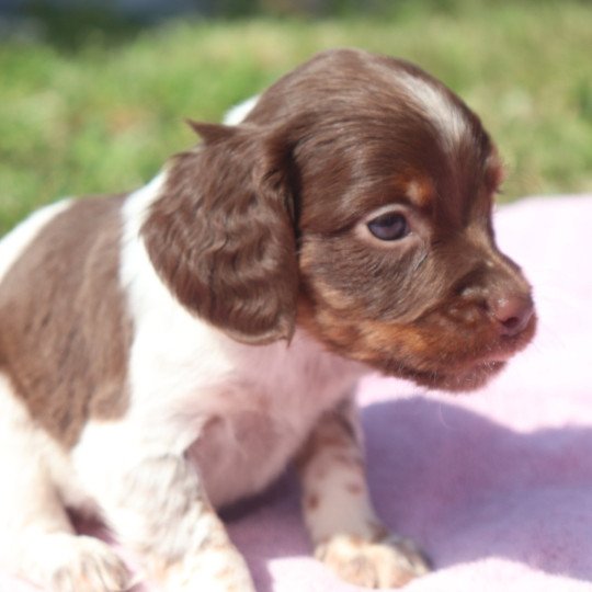 chiot Epagneul breton Mar-mar-fauv-pan-bla F1 tri mar Des Plumes Des Marais Du Cotentin  