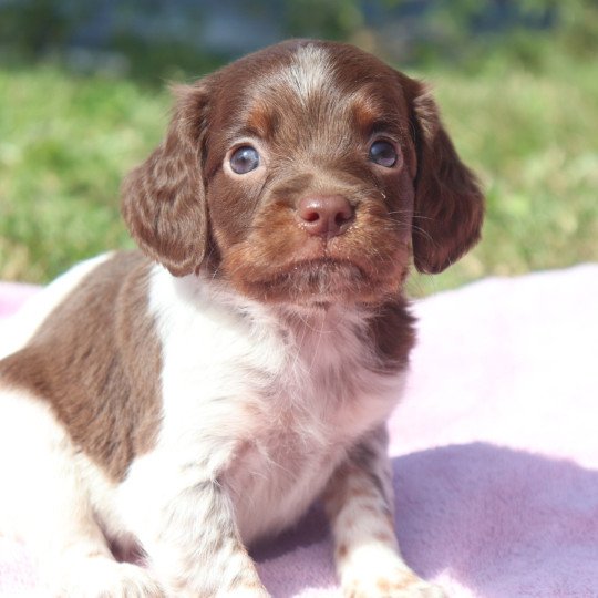 chiot Epagneul breton Mar-mar-fauv-pan-bla F1 tri mar Des Plumes Des Marais Du Cotentin  