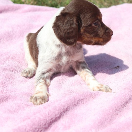 chiot Epagneul breton Mar-mar-fauv-pan-bla F1 tri mar Des Plumes Des Marais Du Cotentin  