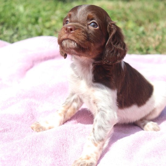 chiot Epagneul breton Mar-mar-fauv-pan-bla F1 tri mar Des Plumes Des Marais Du Cotentin  