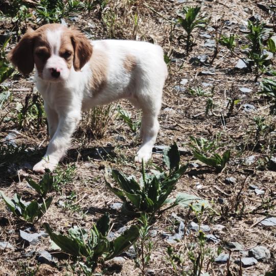 1er chiot (Portée Unknown mommy ❤ Unknown daddy) - Femelle F or pan bla Femelle Epagneul breton