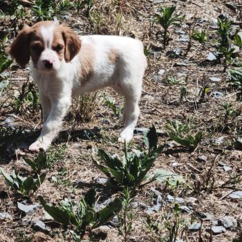 1er chiot (Portée Unknown mommy ❤ Unknown daddy) - Femelle F or pan bla Femelle Epagneul breton