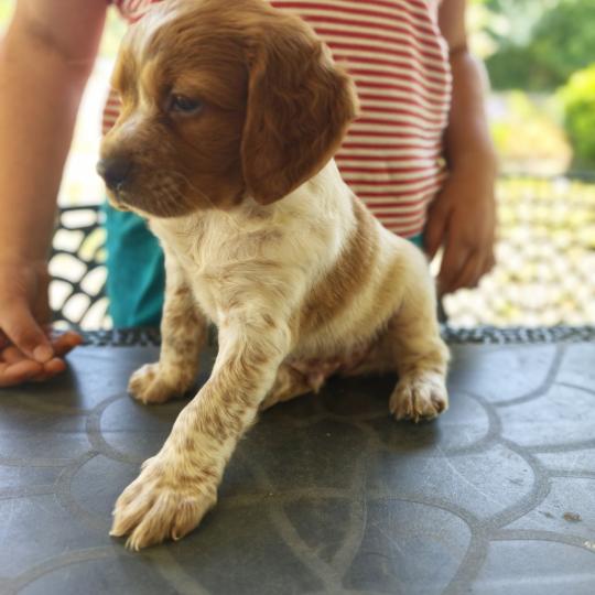 1er chiot (Portée NALA ❤ orus 2026) - Mâle F or pan bla Mâle Epagneul breton