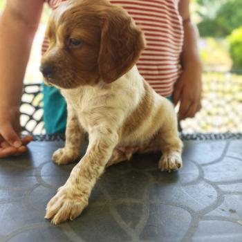 1er chiot (Portée NALA ❤ orus 2026) - Mâle F or pan bla Mâle Epagneul breton