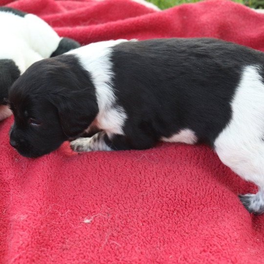 chiot Epagneul breton Noi-pan-bla AFRO 1 Des Plumes Des Marais Du Cotentin  