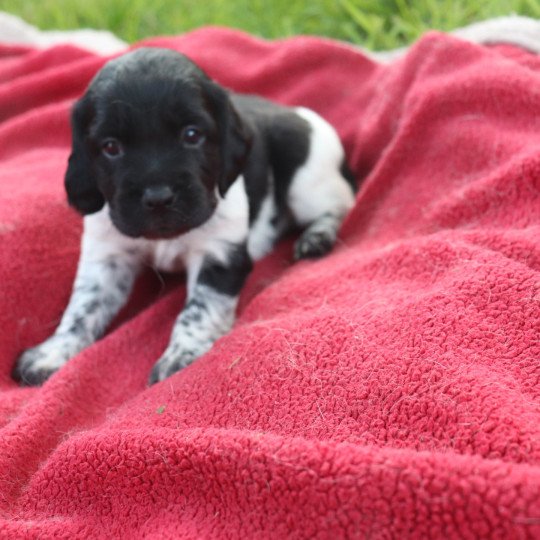 chiot Epagneul breton Noi-pan-bla AFRO 1 Des Plumes Des Marais Du Cotentin  