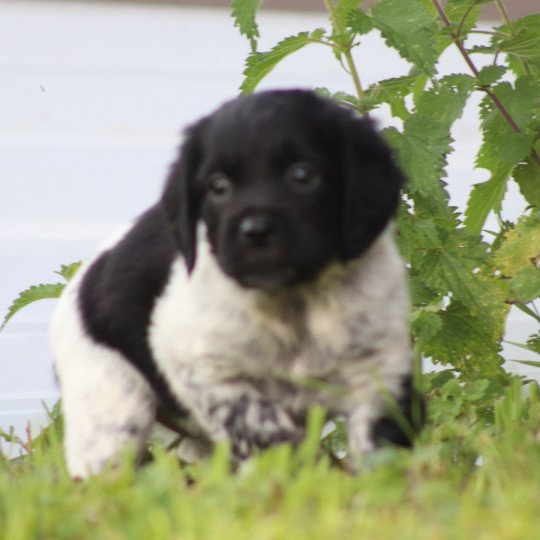 chiot Epagneul breton Noi-pan-bla AFRO 1 Des Plumes Des Marais Du Cotentin  