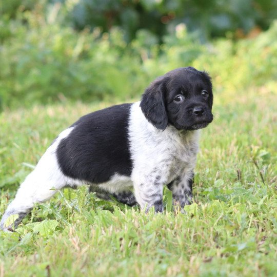 chiot Epagneul breton Noi-pan-bla AFRO 1 Des Plumes Des Marais Du Cotentin  
