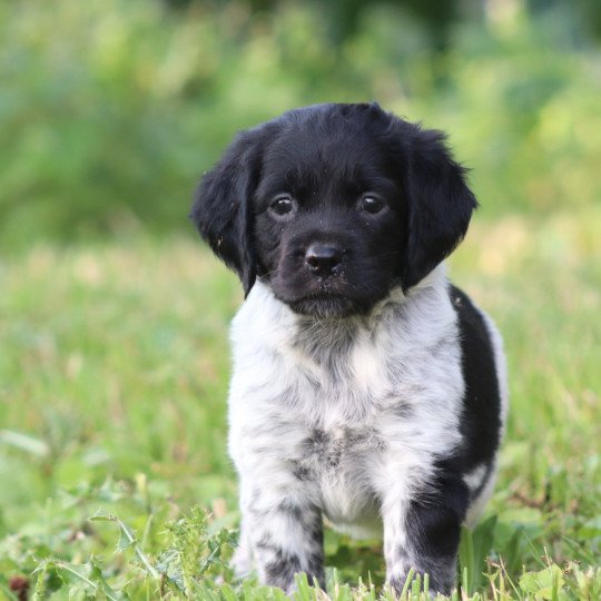 chiot Epagneul breton Noi-pan-bla AFRO 1 Des Plumes Des Marais Du Cotentin  