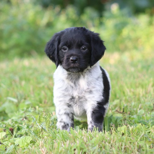 chiot Epagneul breton Noi-pan-bla AFRO 1 Des Plumes Des Marais Du Cotentin  