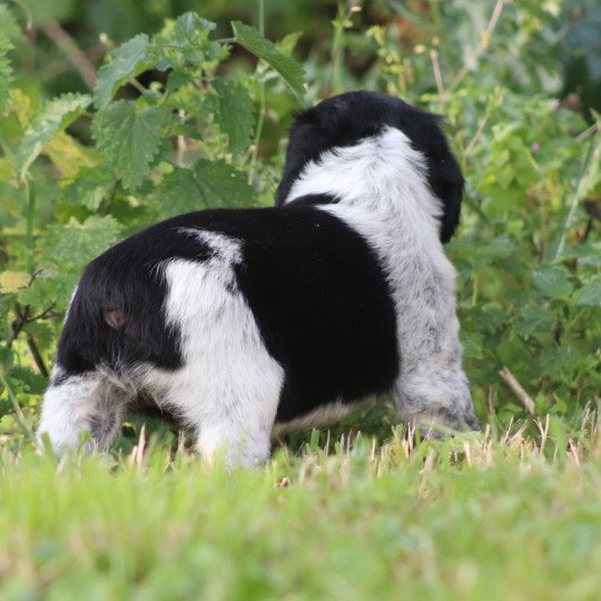 chiot Epagneul breton Noi-pan-bla AFRO 1 Des Plumes Des Marais Du Cotentin  