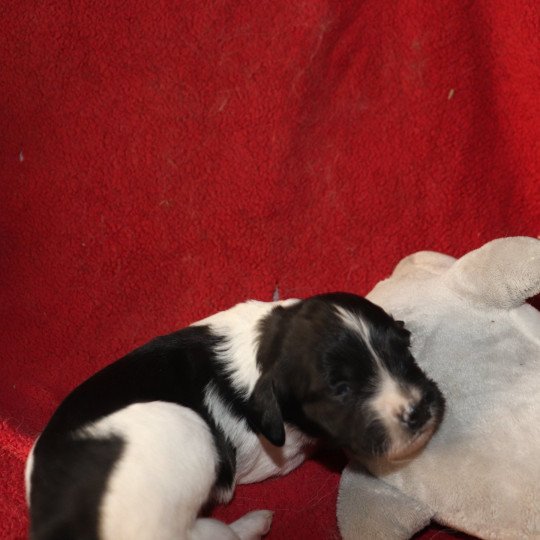 chiot Epagneul breton Noi-pan-bla MNBRO 2 Des Plumes Des Marais Du Cotentin  