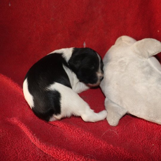 chiot Epagneul breton Noi-pan-bla MNBRO 2 Des Plumes Des Marais Du Cotentin  
