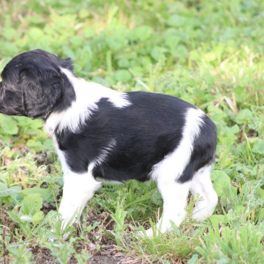 chiot Epagneul breton Noi-pan-bla MNBRO 2 Des Plumes Des Marais Du Cotentin  