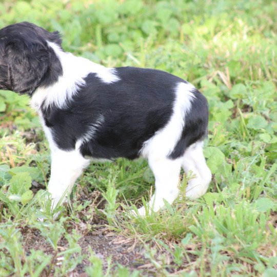 chiot Epagneul breton Noi-pan-bla MNBRO 2 Des Plumes Des Marais Du Cotentin  