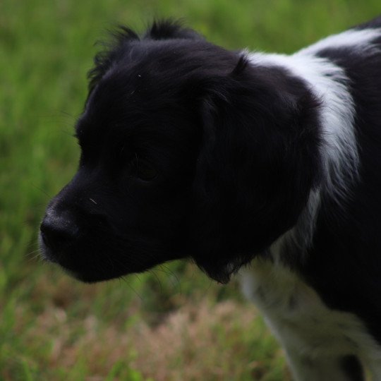 chiot Epagneul breton Noi-pan-bla MNBRO 3 Des Plumes Des Marais Du Cotentin  