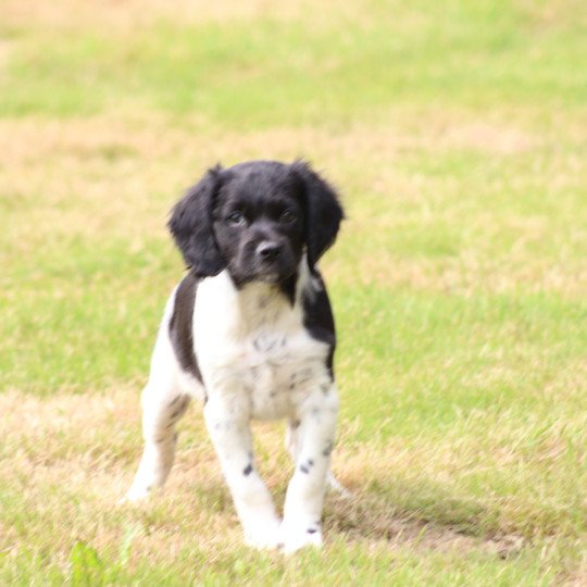 chiot Epagneul breton Noi-pan-bla MNBRO 3 Des Plumes Des Marais Du Cotentin  