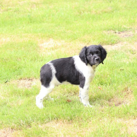 chiot Epagneul breton Noi-pan-bla MNBRO 3 Des Plumes Des Marais Du Cotentin  