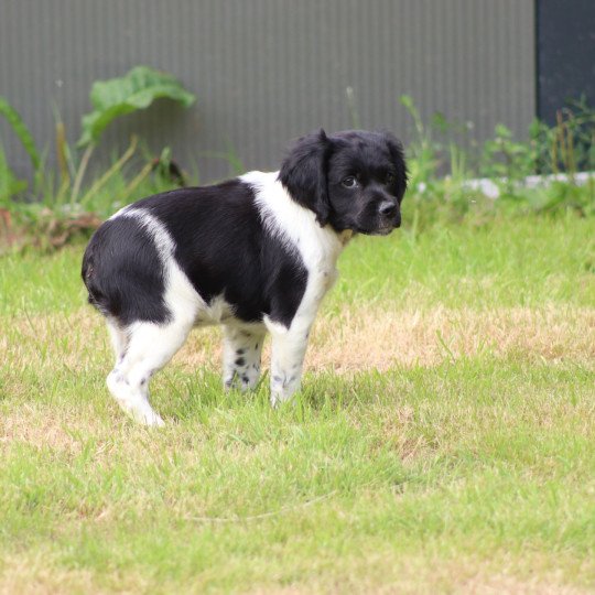 chiot Epagneul breton Noi-pan-bla MNBRO 3 Des Plumes Des Marais Du Cotentin  