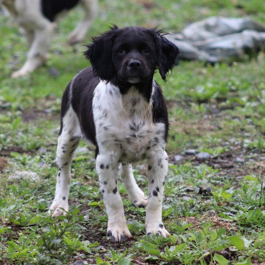 chiot Epagneul breton Noi-pan-bla MNBRO 3 Des Plumes Des Marais Du Cotentin  