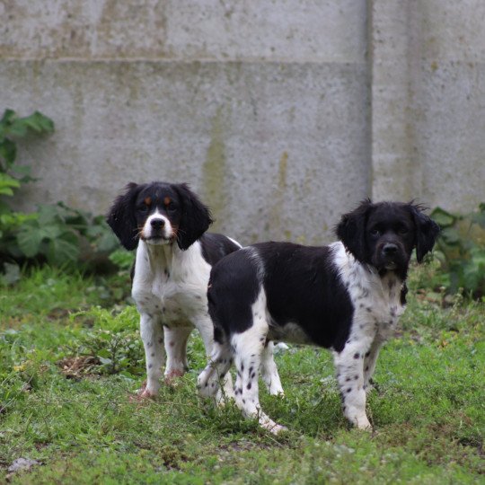 chiot Epagneul breton Noi-pan-bla MNBRO 3 Des Plumes Des Marais Du Cotentin  