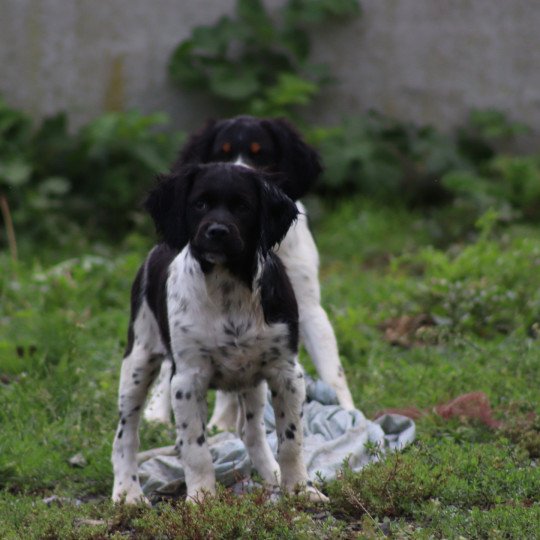 chiot Epagneul breton Noi-pan-bla MNBRO 3 Des Plumes Des Marais Du Cotentin  