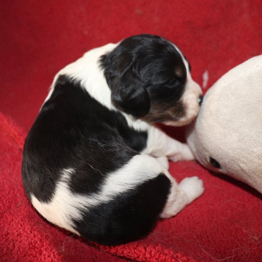 chiot Epagneul breton Noi Mar Fauv Pan Bla MtriRO 1 Des Plumes Des Marais Du Cotentin  