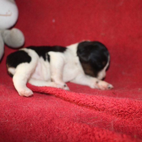 chiot Epagneul breton Noi Mar Fauv Pan Bla MtriRO 1 Des Plumes Des Marais Du Cotentin  