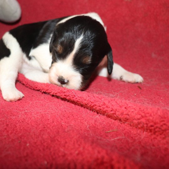 chiot Epagneul breton Noi Mar Fauv Pan Bla MtriRO 1 Des Plumes Des Marais Du Cotentin  