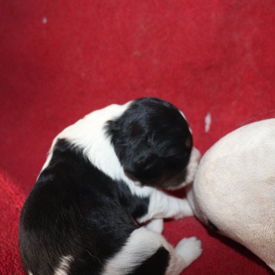 chiot Epagneul breton Noi Mar Fauv Pan Bla MtriRO 1 Des Plumes Des Marais Du Cotentin  