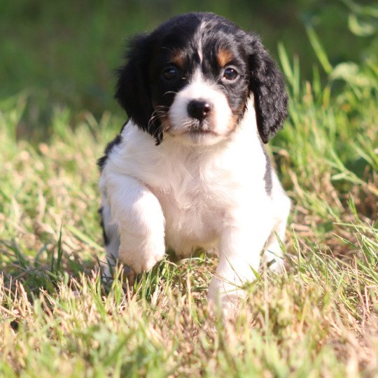 chiot Epagneul breton Noi Mar Fauv Pan Bla MtriRO 1 Des Plumes Des Marais Du Cotentin  