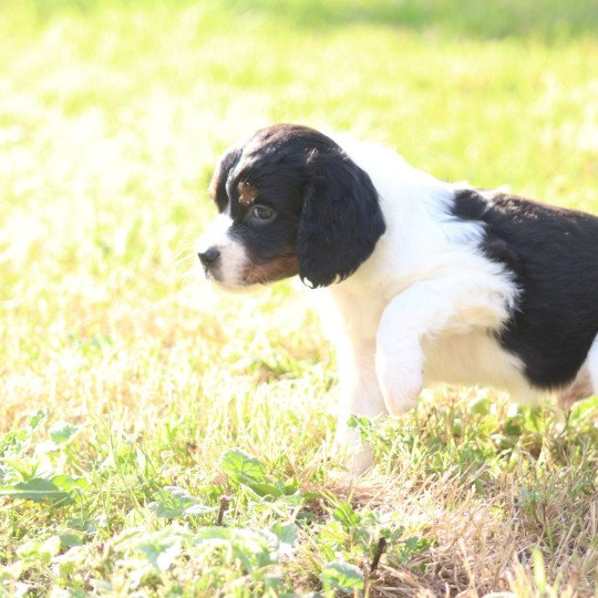 chiot Epagneul breton Noi Mar Fauv Pan Bla MtriRO 1 Des Plumes Des Marais Du Cotentin  