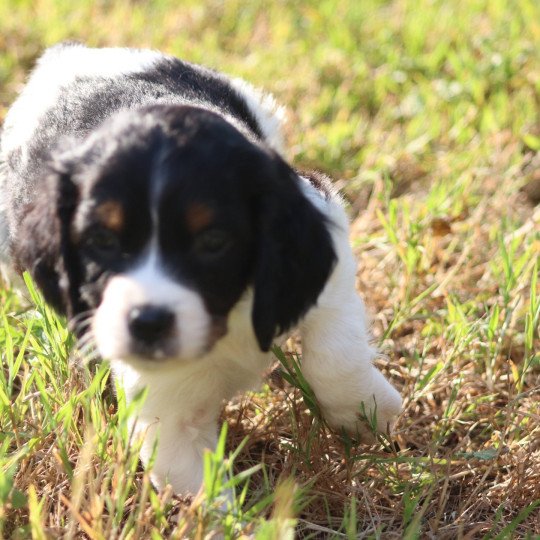 chiot Epagneul breton Noi Mar Fauv Pan Bla MtriRO 1 Des Plumes Des Marais Du Cotentin  
