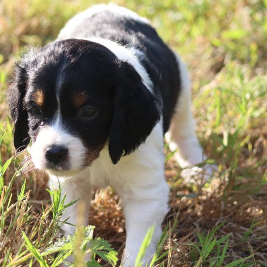 chiot Epagneul breton Noi Mar Fauv Pan Bla MtriRO 1 Des Plumes Des Marais Du Cotentin  