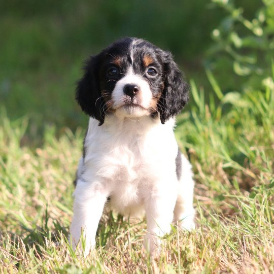 chiot Epagneul breton Noi Mar Fauv Pan Bla MtriRO 1 Des Plumes Des Marais Du Cotentin  