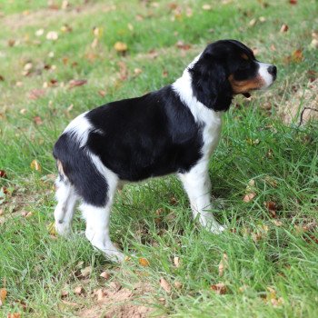 MtriRO 1 Mâle Epagneul breton